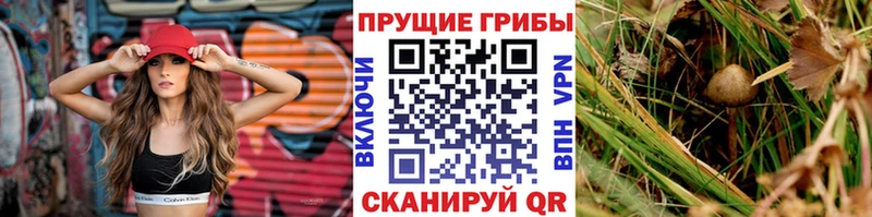 где можно купить   Новотроицк  блэк спрут tor  Псилоцибиновые грибы мицелий 